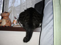 CIMG0926.jpg