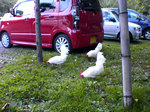 DSC00316.jpg